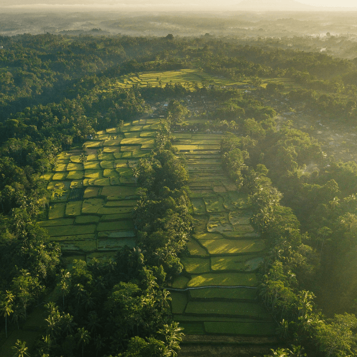 We support tree planting projects in Indonesia